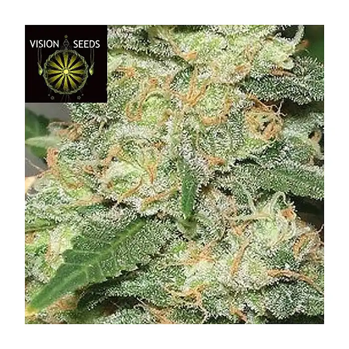Medical 49 CBD+ - Vision Seeds