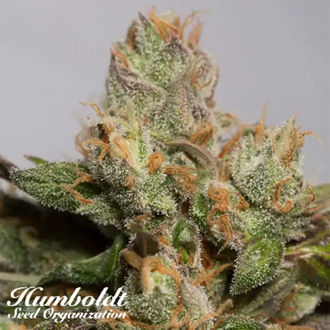 707 Truthband by Emerald Mountain - Humboldt Seeds