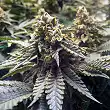 Chocolate Mint OG - Humboldt Seeds