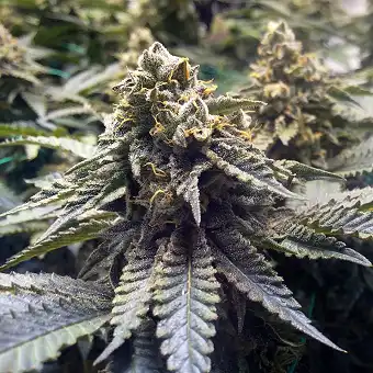 Chocolate Mint OG - Humboldt Seeds