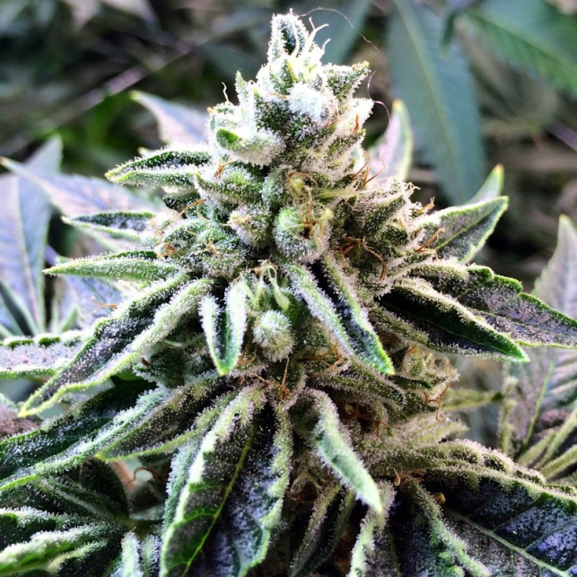 Lemon Garlic OG - Humboldt Seeds