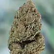 Blueberry Headband Humboldt Seeds