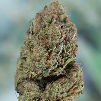 Blueberry Headband