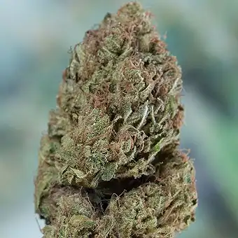 Blueberry Headband Humboldt Seeds