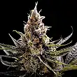 24K Gold - DNA Genetics 24K Gold - DNA Genetics