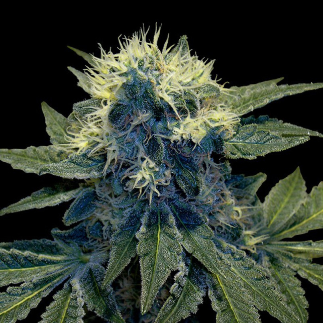 Sharksbreath (Grow Your Own)