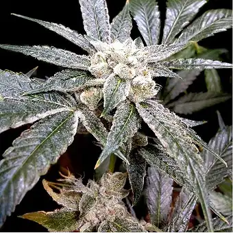 El Fuego (Grow Your Own) - DNA Genetics