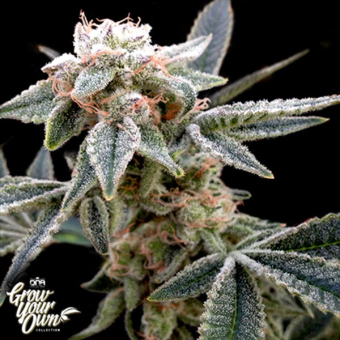 Double Alien 18
