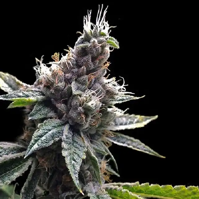 Florida Og - DNA Genetics Florida Og - DNA Genetics