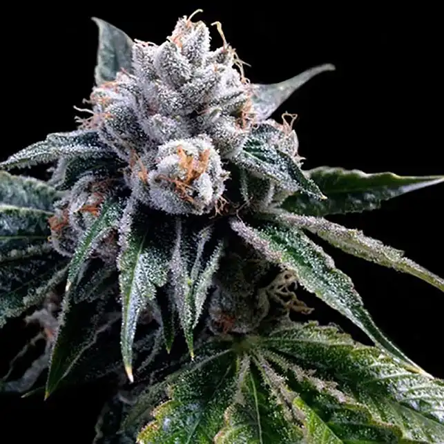 Lemon Walker (Grow Your Own) - DNA Genetics Lemon Walker (Grow Your Own) - DNA Genetics