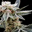 White Alien (Grow Your Own) - DNA Genetics