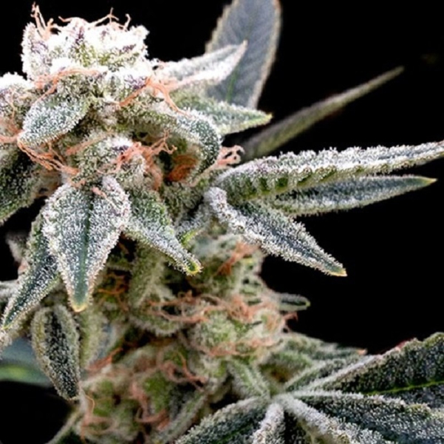 White Alien (Grow Your Own) - DNA Genetics