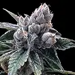 White Walker Kush - DNA Genetics White Walker Kush - DNA Genetics
