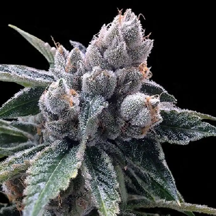 White Walker Kush - DNA Genetics