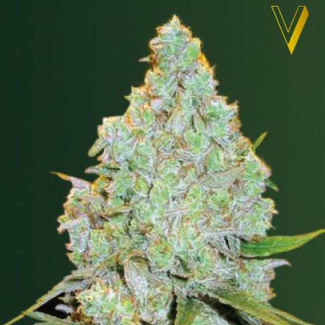 Amnesia Haze Auto Victory Seeds