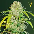 Big Angel Auto - Victory Seeds Big Angel Auto - Victory Seeds