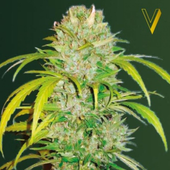 Big Angel Auto