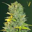 Auto Biggest Bud - Victory Seeds Auto Biggest Bud - Victory Seeds