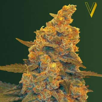 Auto Blow Dream - Victory Seeds