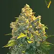 Auto Chronic Monster XXL - Victory Seeds