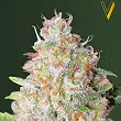 Auto Green Wild Shark - Victory Seeds Auto Green Wild Shark - Victory Seeds