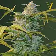 Heaven Auto - Victory Seeds Heaven Auto - Victory Seeds