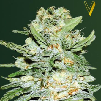 Auto Jack Hammer - Victory Seeds