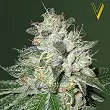 Og Kush Auto Victory Seeds Og Kush Auto Victory Seeds