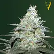 Auto Original Berry - Victory Seeds Auto Original Berry - Victory Seeds
