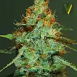 Auto Original Limonade Skunk - Victory Seeds Auto Original Limonade Skunk - Victory Seeds