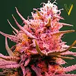 Auto Seemango - Victory Seeds Auto Seemango - Victory Seeds