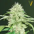 Super Mazar Auto - Victory Seeds Super Mazar Auto - Victory Seeds