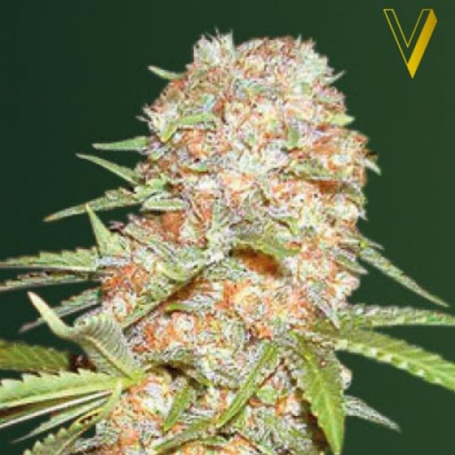 Auto Super Extra Skunk - Victory Seeds