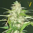 Ultra Power Plant Auto - Victory Seeds Ultra Power Plant Auto - Victory Seeds