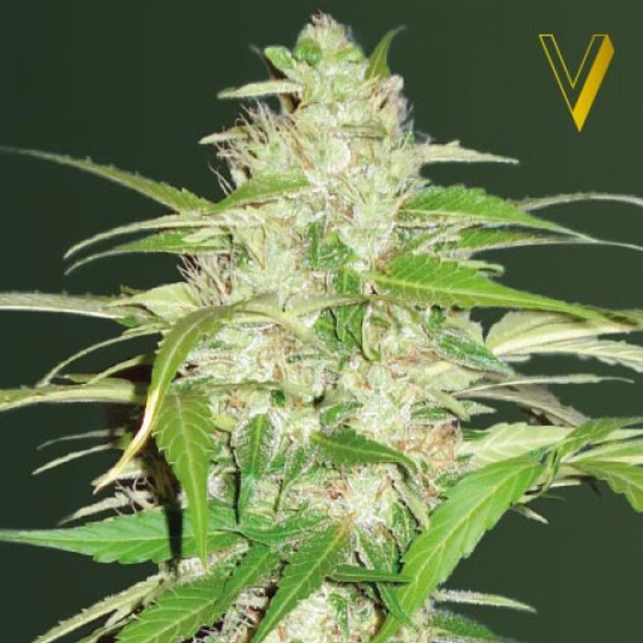 Ultra Power Plant Auto - Victory Seeds