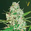 Auto Red Russian XXL - Victory Seeds Auto Red Russian XXL - Victory Seeds