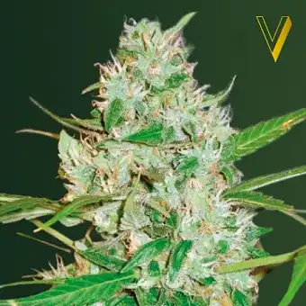 Auto Red Russian XXL - Victory Seeds