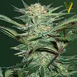 White Widow Auto Victory Seeds White Widow Auto Victory Seeds