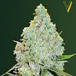 Amnesia Haze Victory Seeds Amnesia Haze Victory Seeds