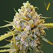 Biggest Bud - Victory Seeds Biggest Bud - Victory Seeds