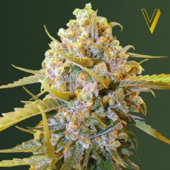 Biggest Bud - Victory Seeds