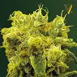 Blow Dream Victory Seeds Blow Dream Victory Seeds