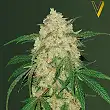 Bubblegum + Pro - Victory Seeds Bubblegum + Pro - Victory Seeds