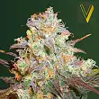 Chocodope Victory Seeds Chocodope Victory Seeds