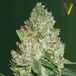 Chronic Monster XXL - Victory Seeds Chronic Monster XXL - Victory Seeds