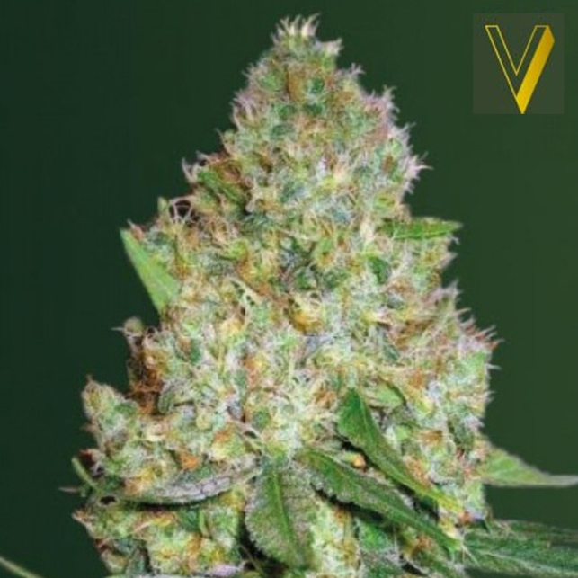Chronic Monster XXL - Victory Seeds