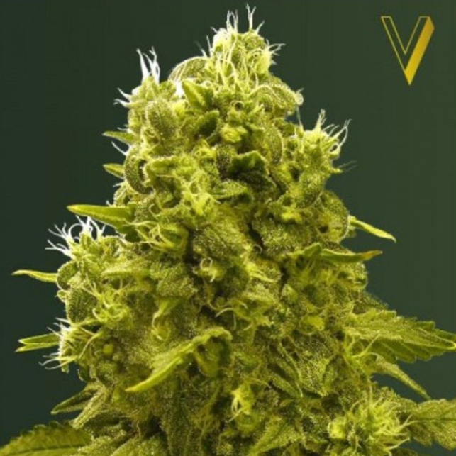Jack Hammer Victory Seeds