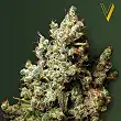 Northern Light Victory Seeds