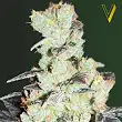 NHL Diesel - Victory Seeds NHL Diesel - Victory Seeds