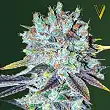 Original Berry - Victory Seeds Original Berry - Victory Seeds
